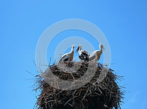 Stork mutter feeding the little baby in the nest