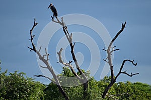 Stork in a National Park in Africa