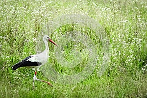 Stork on the nature in the park. A heron bird walks free