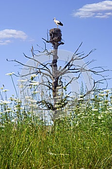 Stork on the nest