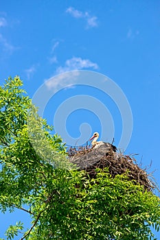 Stork in the nest