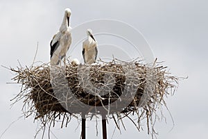 Stork Nest