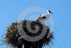 Stork on the nest