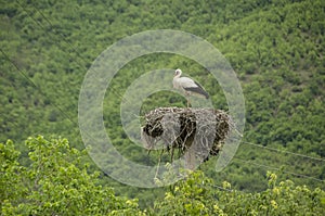 Stork in nest