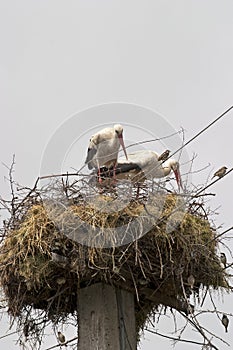 Stork family building a nest