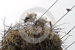 Stork family building a nest
