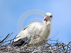 Stork on the nest