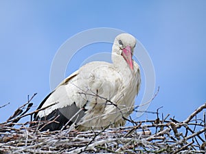 Stork on the nest