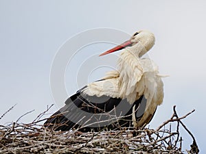 Stork on the nest