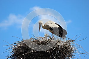 Stork Nest