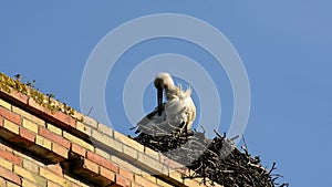 Stork in a nest