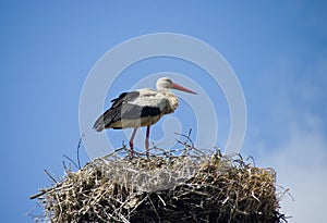 Stork on the nest