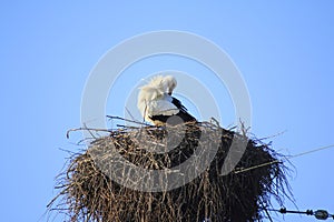 Stork in nest