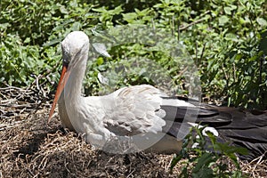 Stork in the nest