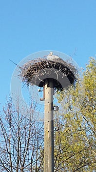 Stork nest