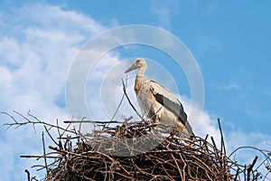 Stork in a nest against a blue sky