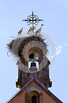 Stork on the nest in Alsace photo