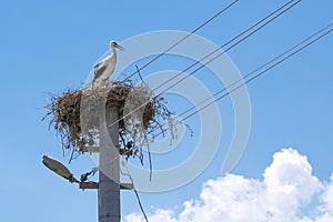 Stork in the nest. In the background is blue sky