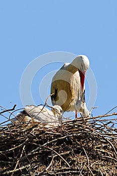 Stork nest with chicks