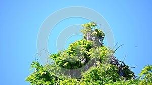 A stork nest on a chimney surrounded by plants with a blue background is inhabited by storks