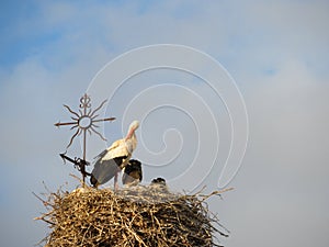 Stork nest church religion bird symbol white black photo