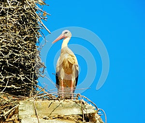 stork in the nest in a church