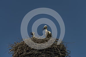 Stork on nest with dark blue sky