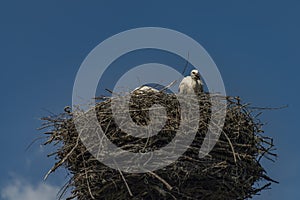 Stork on nest with dark blue sky