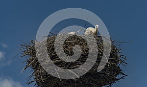 Stork on nest with dark blue sky