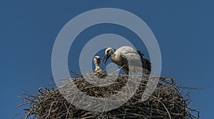 Stork on nest with dark blue sky