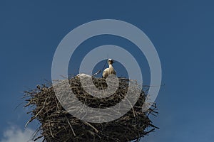 Stork on nest with dark blue sky