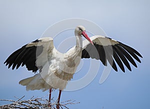 Stork on the nest extending its wings