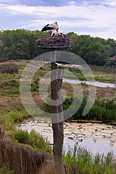 Stork nest Nature reserve, Zwin, Bruges, Sluis, Belgium, Netherlands