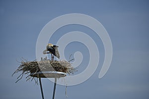 Stork nest with one stork and three youngsters