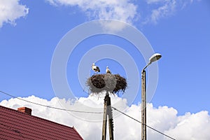 Stork in nest on pole