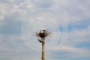 Stork in a nest on a pole. Imitation. A large bird`s nest with a family of storks made of branches and brushwood on a lamppost