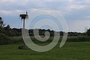 Stork in nest on pole