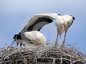 Stork on the nest protecting the eggs