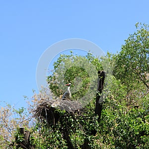 Stork in a nest. Removal of posterity.