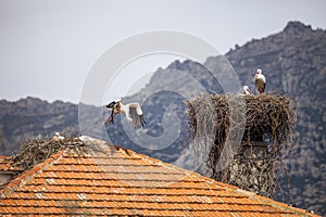 Stork Nest on the Roof