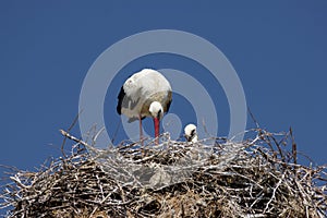 Stork on the nest