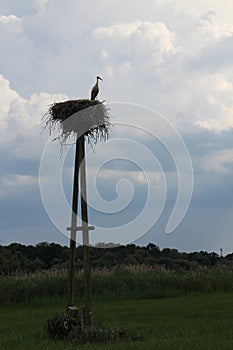 Stork in nest