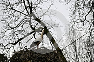 Stork nest with a stork on a tree top
