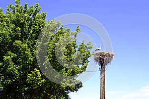 Stork on the nest on a telegraph mast