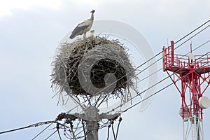 Bocianie hniezdo na elektrickom stĺpe, Komárno, Slovensko