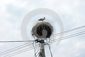 Čapí hnízdo na elektrickém sloupu, Komárno, Slovensko