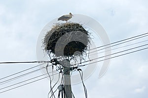 Bocian v hniezde na elektrickom stĺpe, Komárno, Slovensko