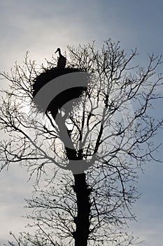 Stork nest on top of an oak photo