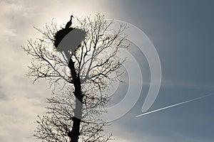 Stork nest on top of an oak photo