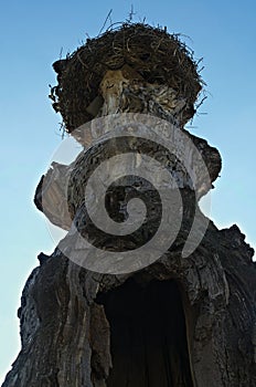 Stork nest at top of old dry tree